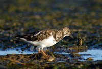 /album/rola-do-mar-arenaria-interpres/dsc-2960-ccopy-jpg/
